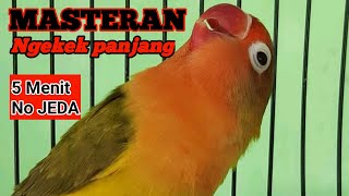 Lovebird ngekek mewah || Ngekek Durasi 5 menit tanpa jeda