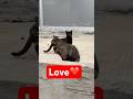 Cute cat #cat #kedi #love #cats #cute