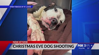 Dog Recovering Well After Being Shot On Christmas Eve