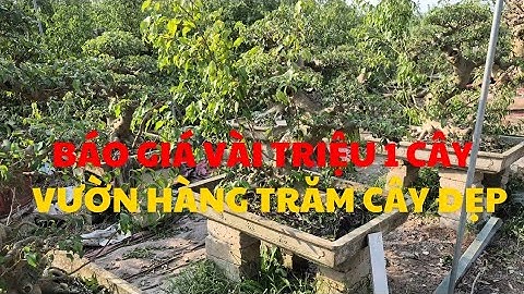  Báo Giá Vài Triệu Một Cây - Vườn Hàng Trăm Cây Đẹp Do Cô Tự Làm Từ Nhỏ. SĐT: 0852574699