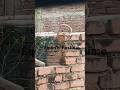 Squirrel for fun time #trendingshorts  #treanding
