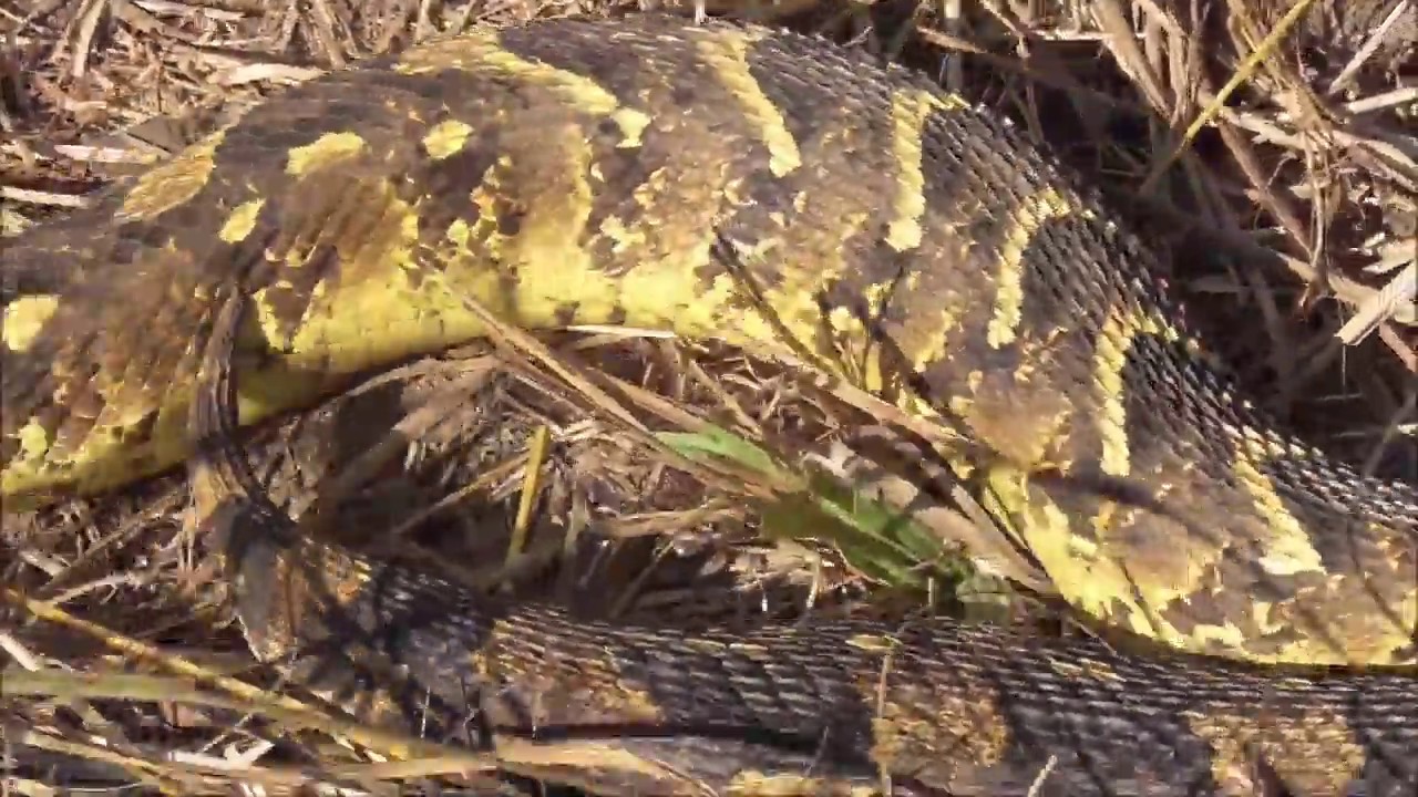 Africa's Most Notorious Venomous Snake_27 June 2019 - YouTube