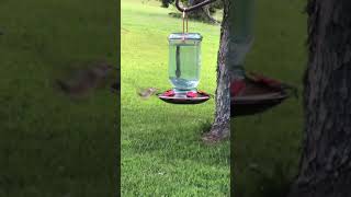 Hummingbirds Everywhere