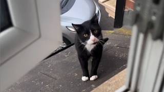 This Stray Cat Came To Her Window Every Sunrise Until The Widow Finally Opened It