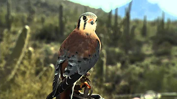 American Kestrel