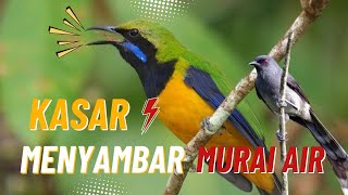 Download Lagu LIVE🔥 CUCAK CUNGKOK NEMBAK MURAI AIR 💦 SUARA JERNIH MUDAH DITIRUKAN‼️ MP3