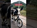Luda Krava Luda Krava