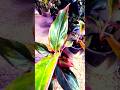 Aglaonema Siam #plants #houseplants #indoorplants #garden #aglaonema #shorts #shortvideo #short #diy