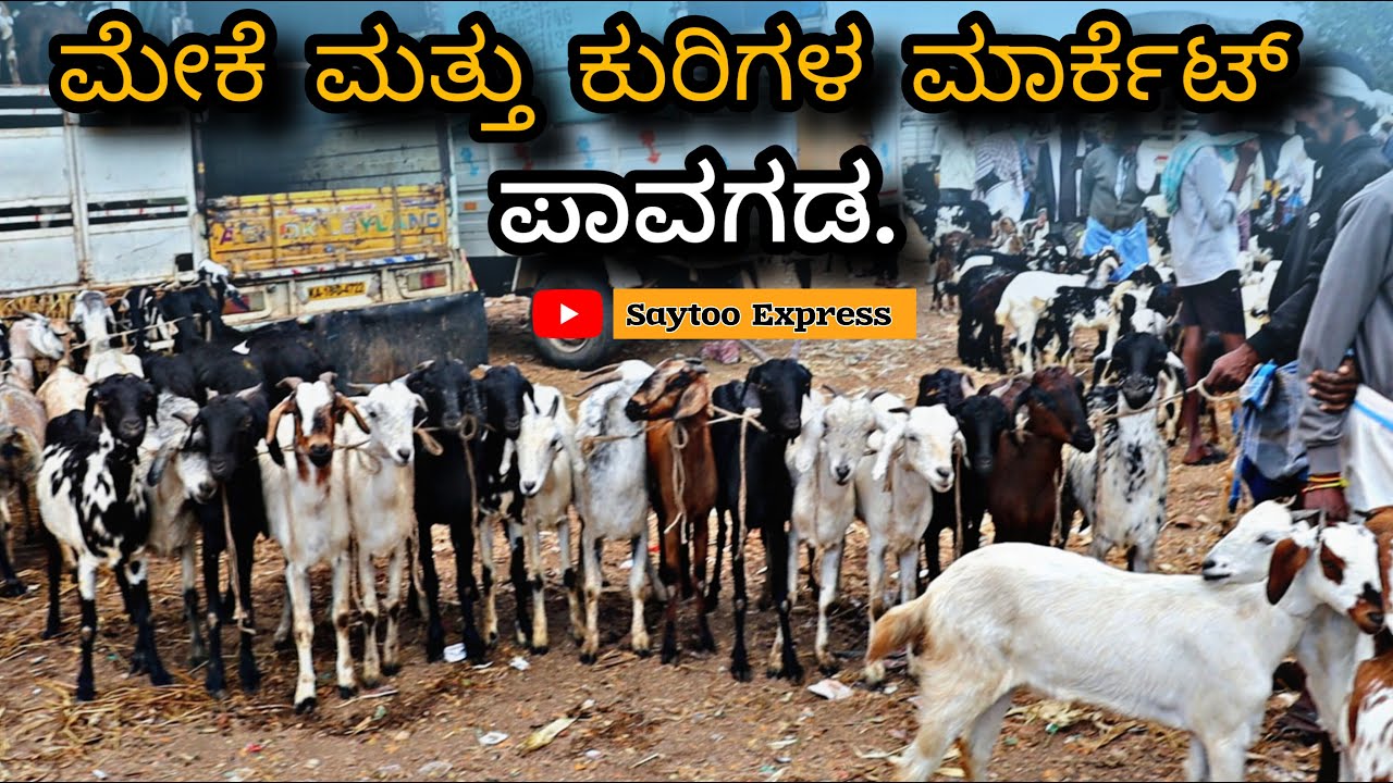 Goat and Sheep Market in Pavagada || Weekly Market  Update in Pavagada | ಪಾವಗಡ ಸಂತೆ | Saytoo Express