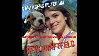 Melhor Criador de American Staffordshire Terrier