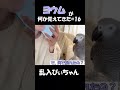 ヨウムが何か覚えてきた#16
