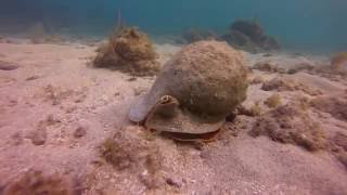Diving with a Queen Helmet Conch