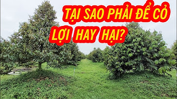 ĐỂ CỎ CÓ LỢI ÍCH GÌ TRONG VƯỜN SẦU RIÊNG ✅ HƯỚNG DẪN CHĂM SÓC SẦU RIÊNG - CÁCH QUẢN LÝ CỎ