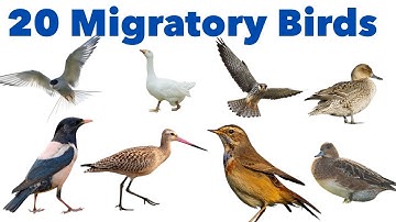 20 Migratory Birds Names for Kids | Learn Bird Names in English with Pictures