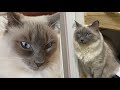 CUTE BALINESE CAT MOMENTS の動画、YouTube動画。