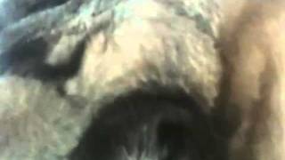 Growling Pugs