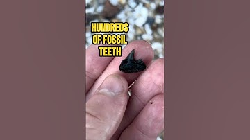 Insane Day Fossil Hunting the Calvert Cliffs! #fossilhunting