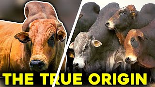 Boran Breed - Meet this fantastic breed & Characteristics by AGRO BULL 7,090 views 1 year ago 2 minutes, 48 seconds