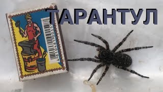 Тарантул на участке