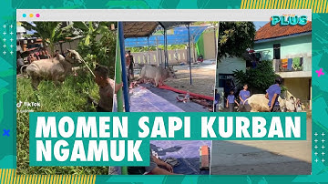 Ngakak! Video Kompilasi Sapi Ngamuk Saat Idul Adha 2023