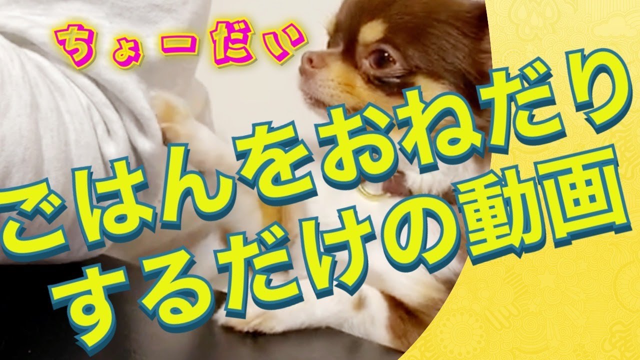 チワワ ご飯をおねだりするだけの動画 おしゃべりペット 自粛犬 Youtube