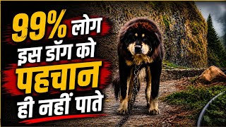 Pure bhotiya dog Native himalayan sheepdog कहाँ मिलते है भोटिया कुत्ते gaddi dog Uttarakhand Wale