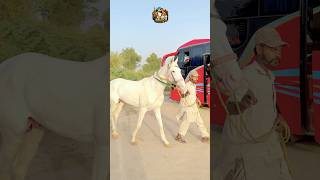 Baba Farid Flood Light Tent Pegging Tournament Arrangements Completed #tent #pegging #baba #Farid