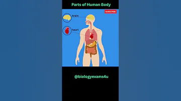 Key Organs Of Human Body Biologyexams4u 
