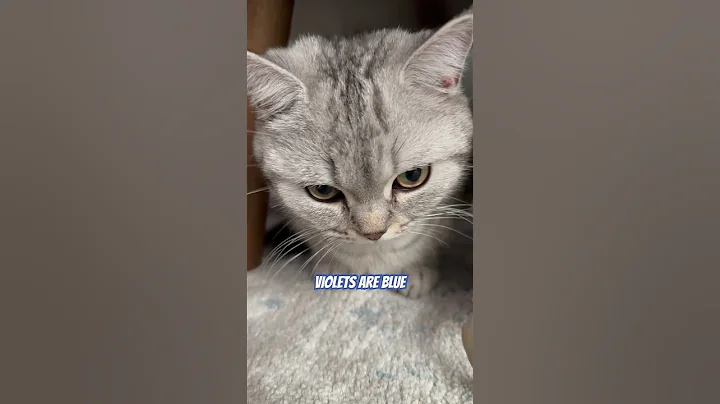 Video 9412351: british shorthair scottish, cat pets, cat meets, cat playing