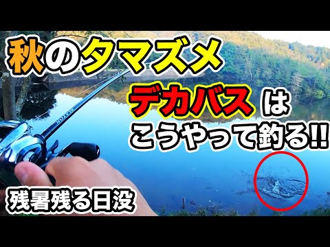 【秋のバス釣り】10月のデカバスを釣る方法!!夏のような暑さの野池でルアーローテの結果行き着いたビッグバス【ダッジ】【ブルーシューター160】【ヘッドスライド】【ヘッドシェイカー】