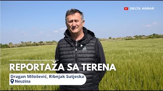 Prilog Iz Neuzina - Ribnjak Sutjeska, Ječam Carmina