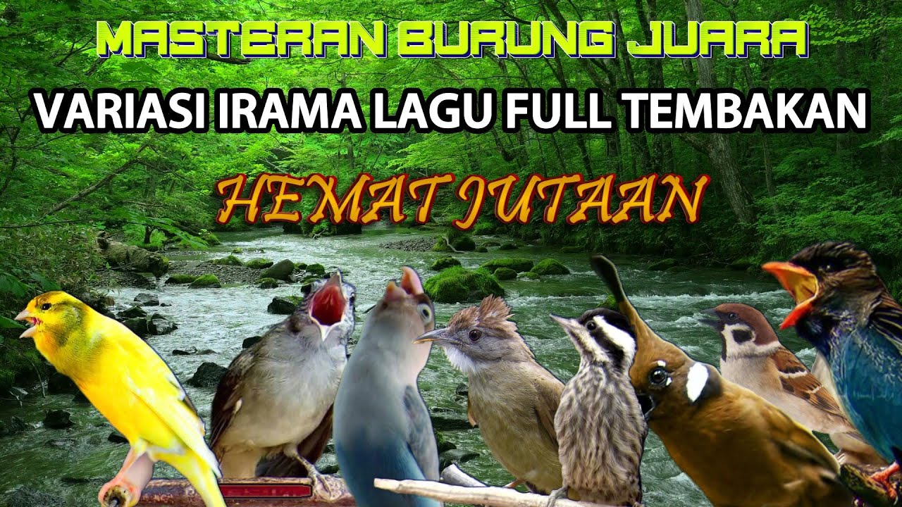 #5 LIVE MASTERAN BURUNG VARIASI IRAMA LAGU FULL TEMBAKAN KASAR