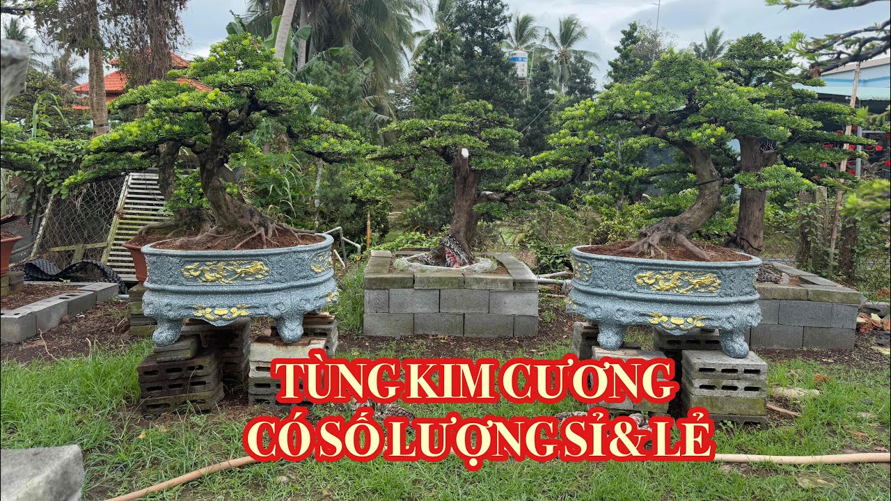 (Ngày26-2) Tùng kim cương cây lớn- nhỏ có số lượng giao lưu quý cô chú anh chị.