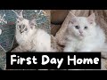 Bringing Home a New Ragdoll Kitten (Toby&#39;s Brother) | The Cat Butler
