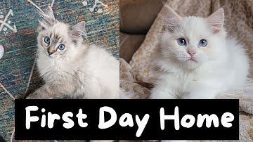 Bringing Home a New Ragdoll Kitten (Toby