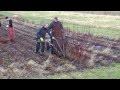 Pilehøst 2013 - rød Americana. Willow harvesting.