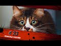 Смешные КОТЫ #33 / Лучшие приколы 2021 / Funny cats.