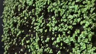 How to grow microgreens in New Jersey? 5-6 days