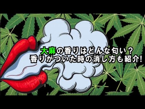 大麻の香りってどんな匂い 大麻の匂いがついた時の消し方も紹介 Youtube