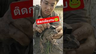 ติดตามชีวิตกบ🐸 เป็นยังไง👀 #สัตว์โลกน่ารัก #สัตว์แปลก #สารคดีสั้น #ai