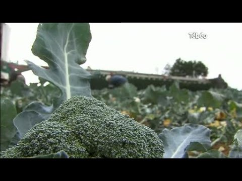 Agriculture : Sica est en bonne voie (Bretagne)