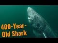 The 400-Year-Old Shark - Greenland Sharks