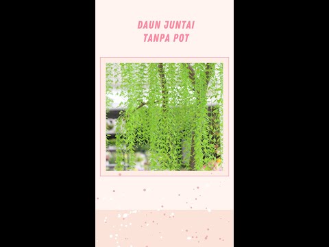 Daun Juntai Tanpa
