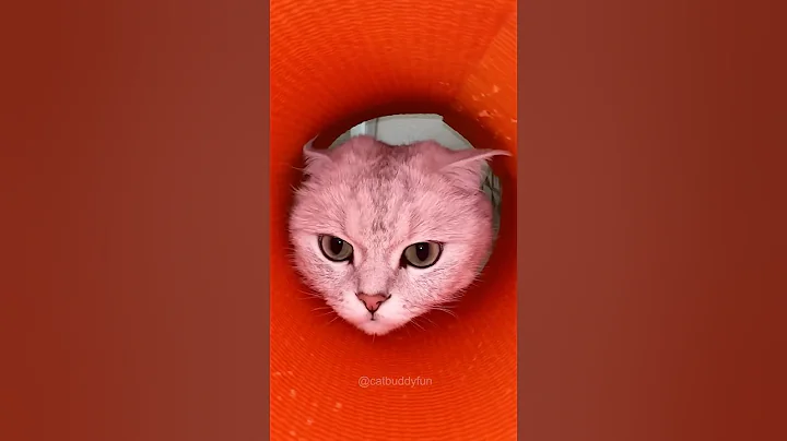 Introducing the "VitaWear 🥰SmartBand," a next-generation wearable gadget