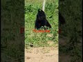 viral black gs puppys #viral #pets #subscribe #shortsvideo #shorts