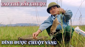 Đã Mắt Với Màn Bắt Chuột Đồng,Thăm Bẫy Cùng Cao Thủ Vớ Được Mẻ Chuột Cực Khủng#8|ManhVlogs