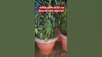 कार्तिक पूर्णिमा के दिन एक दीपक का उपाय जरूर करें शिवपुराण #शिव#subscribe#pradeepjimishrajikeupay