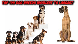 Ranking Top 100 Dog breeds Smallest to Tallest