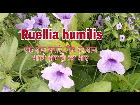 Video: Metsiku petuunia kohta – teave ruellia lillede kasvatamiseks