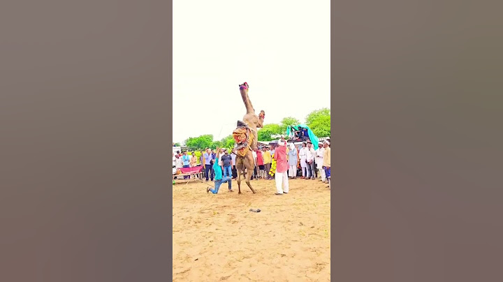 #camel 👌👌 #trending #funwithdaim #viral #shortsfeed #shorts #ytshorts #youtubeshorts #foryou #fypシ